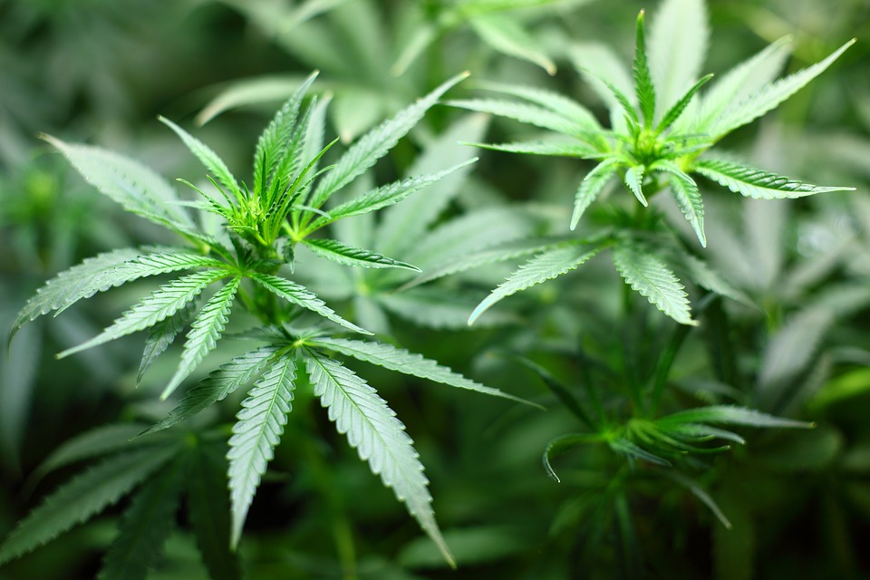 Czym jest medyczna marihuana? Sprawdź!